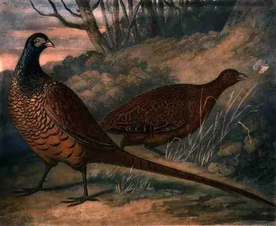 Pheasants, plate 2 of British Feather Game