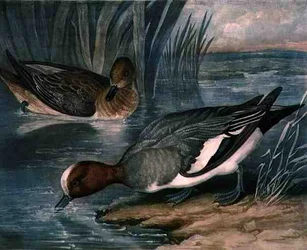 Widgeons, plate 6 of British Feather Game