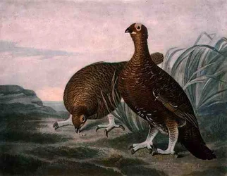 Red Grouse, plate 8 of British Feather Game, engraved by Charles Turner, pub. by R. Ackermann, c.1810