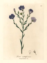 Blue flowered flax, Linum usitatissimum, from a botanical illustration by James Sowerby from William Woodville and Sir William Jackson Hooker