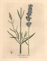 Blue flowered lavender, Lavandula spica, from a botanical illustration by James Sowerby from William Woodville and Sir William Jackson Hooker