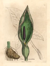 Common arum, Arum maculatum, from a botanical illustration by James Sowerby from William Woodville and Sir William Jackson Hooker