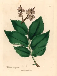 Common elm tree, Ulmus campestris, from a botanical illustration by James Sowerby from William Woodville and Sir William Jackson Hooker