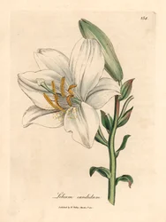 Common white lily, Lilium candidum, from a botanical illustration by James Sowerby from William Woodville and Sir William Jackson Hooker