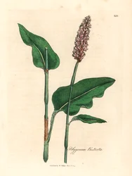 Greater bistort, Polygonum bistorta, from a botanical illustration by James Sowerby from William Woodville and Sir William Jackson Hooker