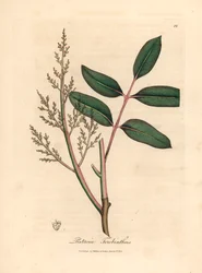 Leaves and flowers of the chian tree or Cyprus turpentine tree, Pistacia terebinthus, from 