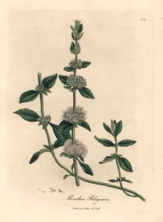Lilac flowered pennyroyal mint, Mentha pulegium, from a botanical illustration by James Sowerby from William Woodville and Sir William Jackson Hooker