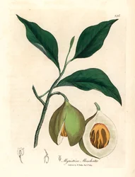 Nutmeg and Mace Tree, Myristica Moschata, Myristica Fragrans, from a Botanical Illustration by James Sowerby from William Woodville and Sir William Jackson Hooker