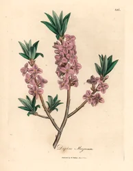 Pink-Flowered Mezereon, Daphne Mezereum, from a Botanical Illustration by James Sowerby from William Woodville and Sir William Jackson Hooker