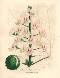 Pink Blossom and Fruit of the Horse Chestnut Tree, Aesculus Hippocastanum, from a Botanical Illustration by James Sowerby from William Woodville and Sir William Jackson Hooker
