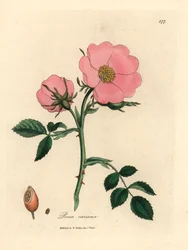 Pink dog rose with rosehip, Rosa canina, from a botanical illustration by James Sowerby from William Woodville and Sir William Jackson Hooker