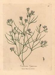 Pink flowered cumin, Cuminum cyminum, from a botanical illustration by James Sowerby from William Woodville and Sir William Jackson Hooker