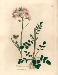 Pink flowered ladies smock or cuckow-flower, Cardamine pratensis, from a botanical illustration by James Sowerby from William Woodville and Sir William Jackson Hooker