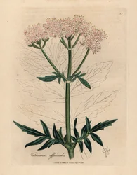 Pink flowered valerian, Valeriana officinalis, from a botanical illustration by James Sowerby from William Woodville and Sir William Jackson Hooker