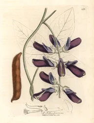 Purple flowered cowhage dolichos, Dolichos pruriens, from a botanical illustration by James Sowerby from William Woodville and Sir William Jackson Hooker