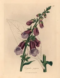 Purple Foxglove, Digitalis Purpurea, from a Botanical Illustration by James Sowerby from William Woodville and Sir William Jackson Hooker