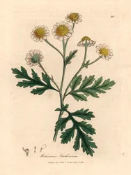 White and yellow flowered feverfew, Matricaria parthenium, from a botanical illustration by James Sowerby from William Woodville and Sir William Jackson Hooker