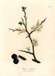 White blossom and blue berries of the sloe tree, Prunus spinosa, from a botanical illustration by James Sowerby from William Woodville and Sir William Jackson Hooker