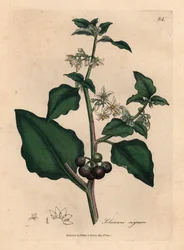 White flowered, black berry, garden nightshade, Solanum nigrum, from a botanical illustration by James Sowerby from William Woodville and Sir William Jackson Hooker