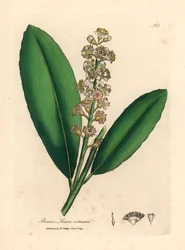 White Flowered Cherry Laurel Tree, from a Botanical Illustration by James Sowerby from William Woodville and Sir William Jackson Hooker