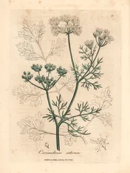 White flowered coriander, Coriandrum sativum, from a botanical illustration by James Sowerby from William Woodville and Sir William Jackson Hooker