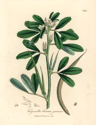 White Flowered Fenugreek with Seed Pod, Trigonella Foenum Graecum, from a Botanical Illustration by James Sowerby from William Woodville and Sir William Jackson Hooker