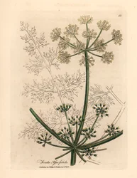 White flowered gigantic fennel or asafetida, Ferula assafoetida, from 