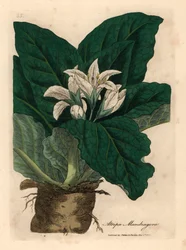 White Flowered Mandrake, from a Botanical Illustration by James Sowerby from William Woodville and Sir William Jackson Hooker