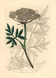 White flowered water hemlock, Cicuta virosa, from a botanical illustration by James Sowerby from William Woodville and Sir William Jackson Hooker