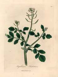 White flowered watercress, Sisymbrium nasturtium, from a botanical illustration by James Sowerby from William Woodville and Sir William Jackson Hooker