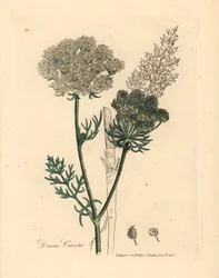 White flowered wild carrot plant, Daucus carota, from a botanical illustration by James Sowerby from William Woodville and Sir William Jackson Hooker