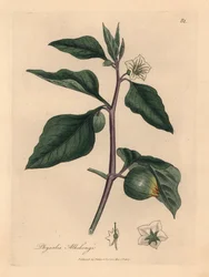 White Flowered Winter Cherry, from a Botanical Illustration by James Sowerby from William Woodville and Sir William Jackson Hooker
