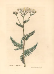 White flowered yarrow or milfoil, Achillea millefolium, from 