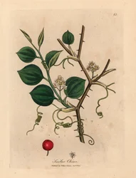 White flowers, tendrils and red berry of Chinese smilax, from a botanical illustration by James Sowerby from William Woodville and Sir William Jackson Hooker