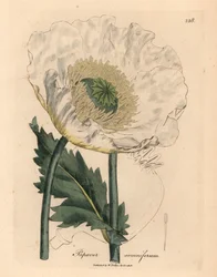 White Poppy, Papaver Somniferum, from a Botanical Illustration by James Sowerby from William Woodville and Sir William Jackson Hooker