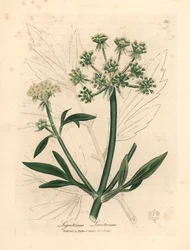 Yellow flowered lovage, Ligusticum levisticum, from a botanical illustration by James Sowerby from William Woodville and Sir William Jackson Hooker
