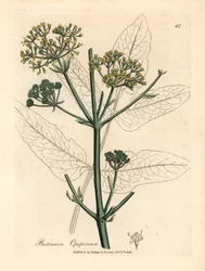 Yellow flowered opopanax or rough parsnep, Pastinaca opopanax, from a botanical illustration by James Sowerby from William Woodville and Sir William Jackson Hooker