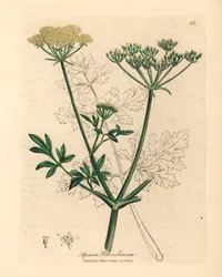 Yellow Flowered Parsley, from 