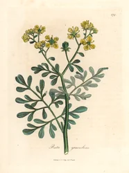 Yellow flowered rue, Ruta graveolens, from a botanical illustration by James Sowerby from William Woodville and Sir William Jackson Hooker