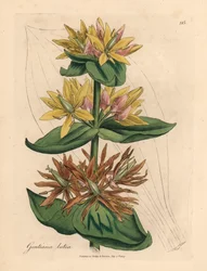 Yellow gentian, Gentiana lutea, from a botanical illustration by James Sowerby from William Woodville and Sir William Jackson Hooker
