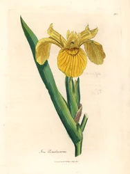Yellow water flag, Iris pseudocorus, from a botanical illustration by James Sowerby from William Woodville and Sir William Jackson Hooker