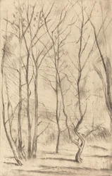The Dam Wood