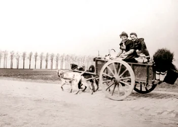 Dogs Pulling Women on a Cart, Antwerp, 1898