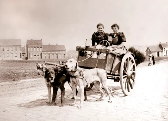 Dogs Pulling Women on a Cart, Antwerp