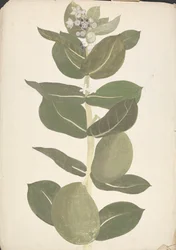 Calotropis procera (Ait.) Ait. f. (Apple of Sodom, Auricular Tree): finished drawing of flowering and fruiting plant