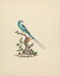Coracias abyssinicus (Abyssinian Roller)