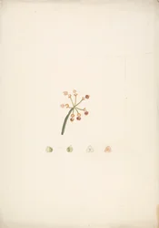 Euphorbia nubica N.E. Br. (Nubian Spurge): Finished Drawing of Flowering and Fruiting Shoot, with Details of Floral Dissections