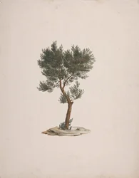African Pencil Cedar (Juniperus procera Endl.): Finished Drawing of Tree