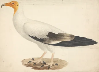 Egyptian Vulture (Neophron percnopterus)