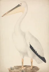 Great White Pelican
